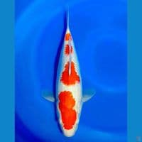 kohaku 37 cm