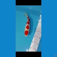 kohaku f1 jantan 28cm
