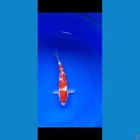 kohaku 27cm(male)