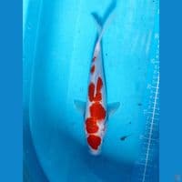 Maru Kohaku 30 cm bu jantan