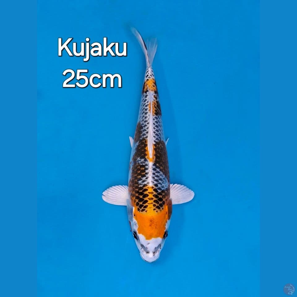 KUJAKU 25CM