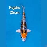 KUJAKU 25CM