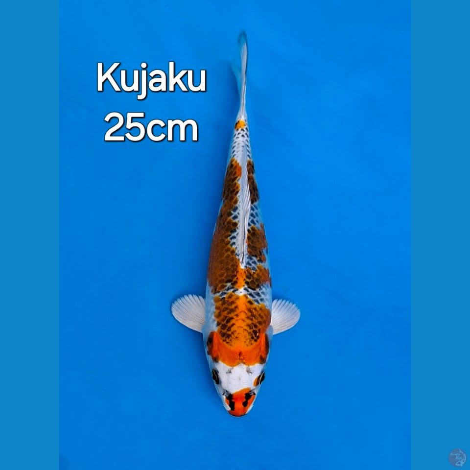 KUJAKU 25CM