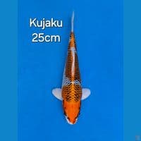 KUJAKU 25CM