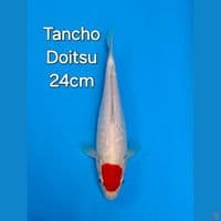 TANCHO KOHAKU 24CM