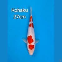KOHAKU 27CM