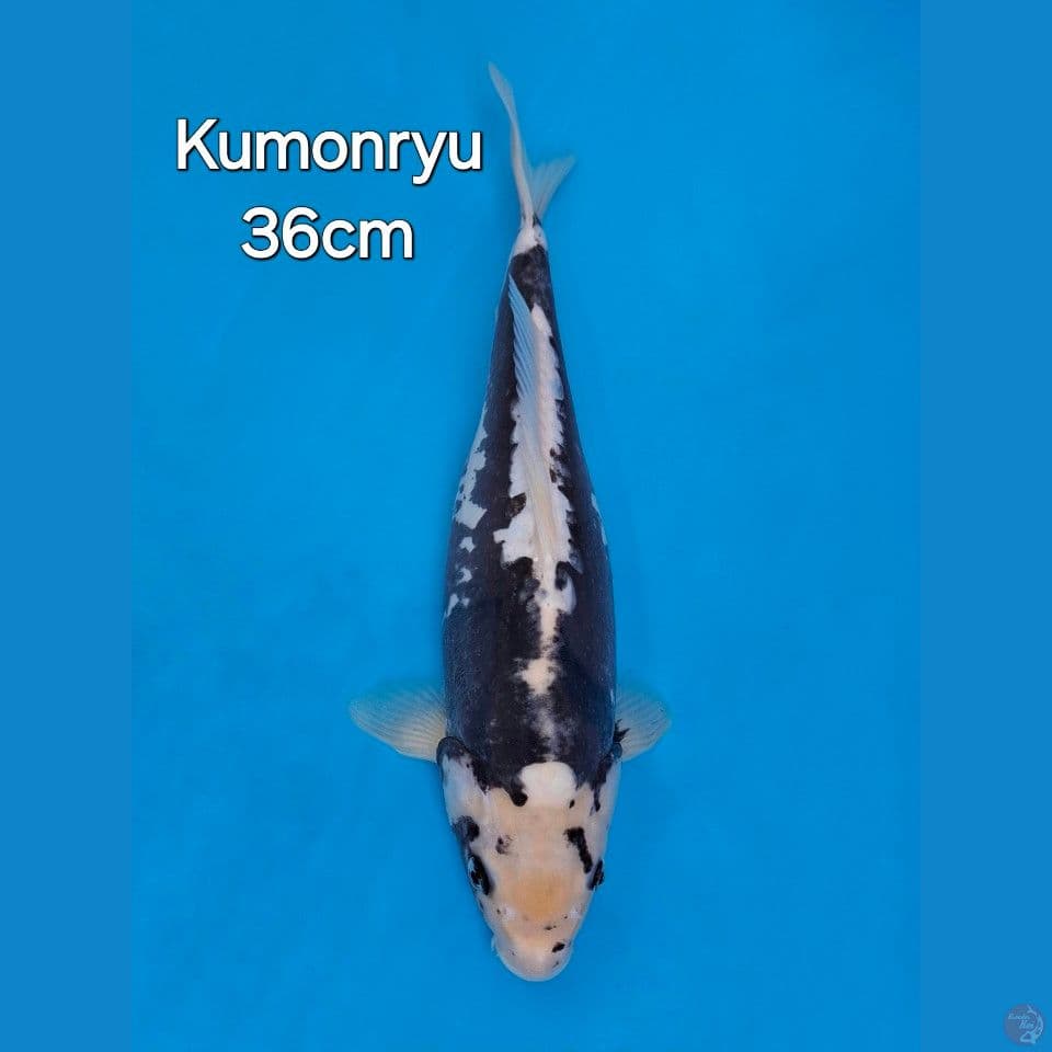 KUMONRYU 36CM
