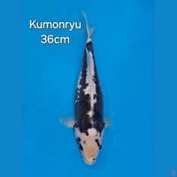 KUMONRYU 36CM