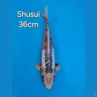 SHUSUI 36CM