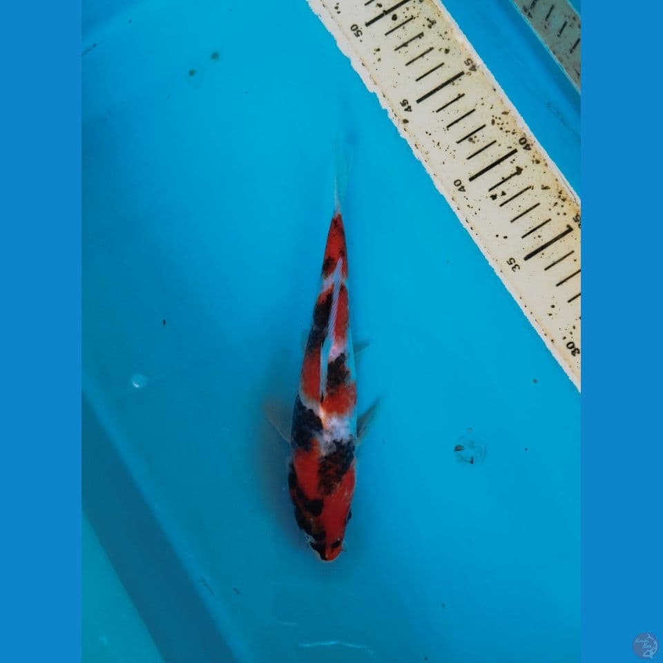 showa 22cm