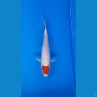 tancho 22cm 