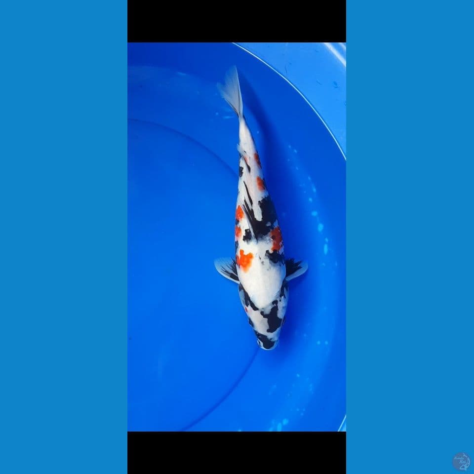 SHOWA 35CM (F)