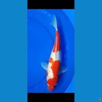 KOHAKU 35CM (F)
