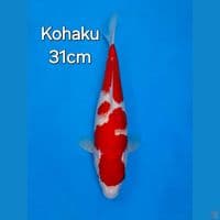 KOHAKU 31CM
