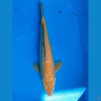 karasi ginrin 43cm~M