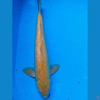karasi ginrin45cm~M