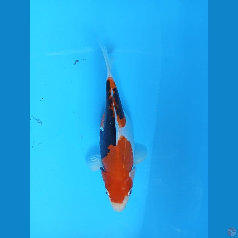 kumon (SB) 23cm