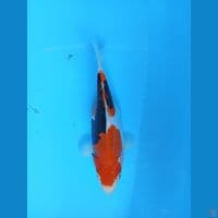 kumon (SB) 23cm