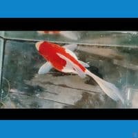 Tamasaba jumbo 18 cm long thile
