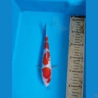 kohaku 25cm