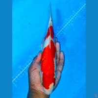 Sanke 30 cm jantan merah strong