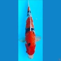 sanke kanoko 38cm~M