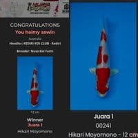 Kohaku hikari