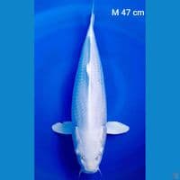 platinum 47 cm