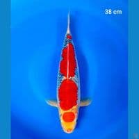 maruten goshiki 38cm