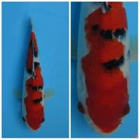 Super Red sanke F1 sakai male size 27cm