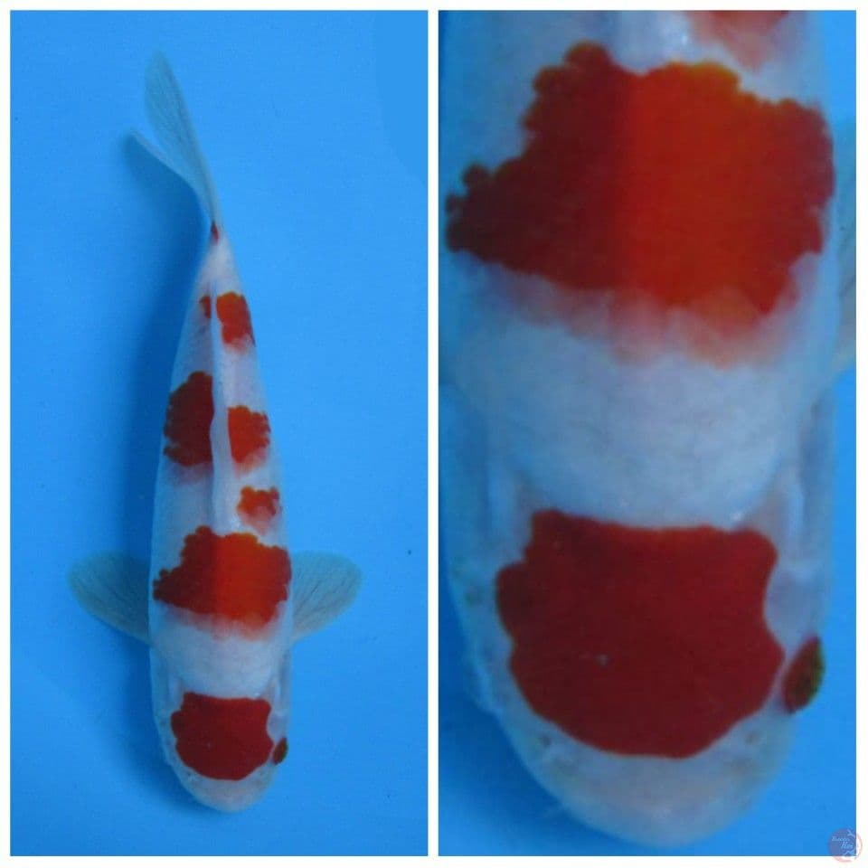 kohaku doitsu maruten F1 sakai male 28cm