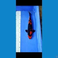 Sq hiutsuri 30cm jantan tembus