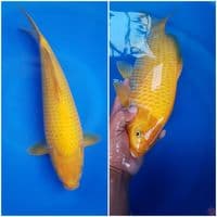 karashi 35 cm