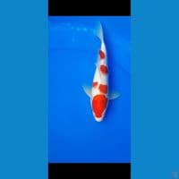 kohaku 26cm