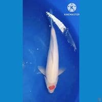 Tanco Kohaku 