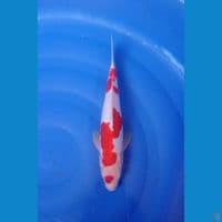 CS1 • KOHAKU DOITSU • 30CM • JANTAN