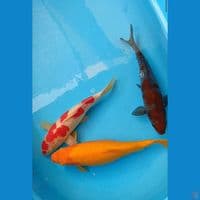 3 ekor, karashi mata merah,kohaku original, uchiba