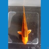 MATSUBA • 13CM • GRADE A