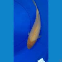 35CM KARASI