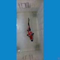 showa doit 24cm