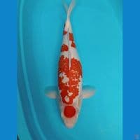 MARUTEN KOHAKU KANOKO 55 CM