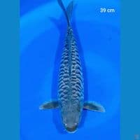full aragoke 39 cm