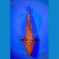 caghoi bakat jumbo breeder pk purnadi 40 cm