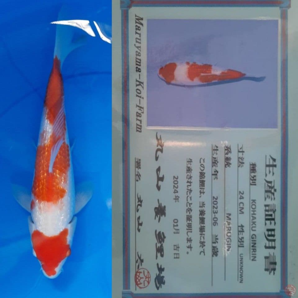 Kohaku Ginrin 30 cm serty Maruyama ????????