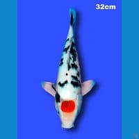32 cm good tancho sanke