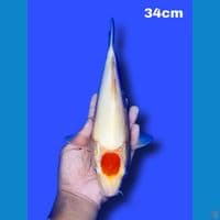 34 cm tancho kohaku original 