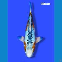 shusui 30 cm male
