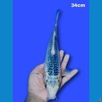 34 cm male