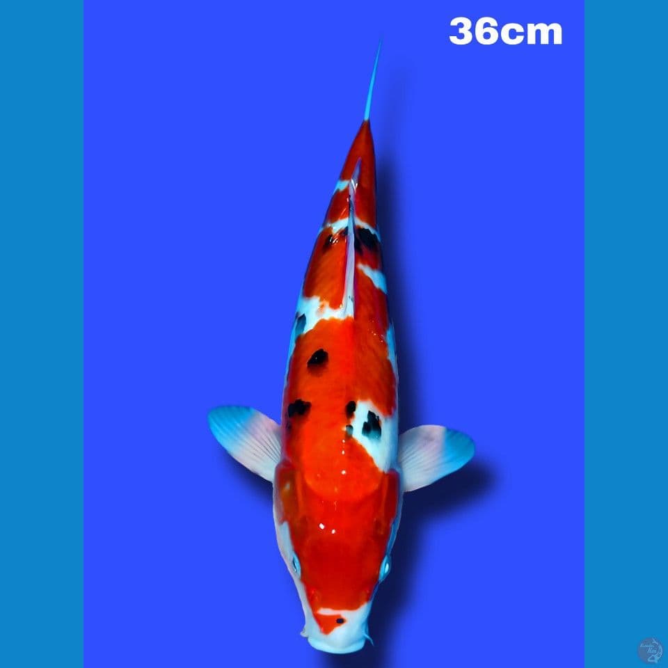 Sanke 36 cm 