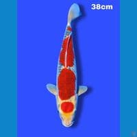 HQ SQ goshiki 38 cm